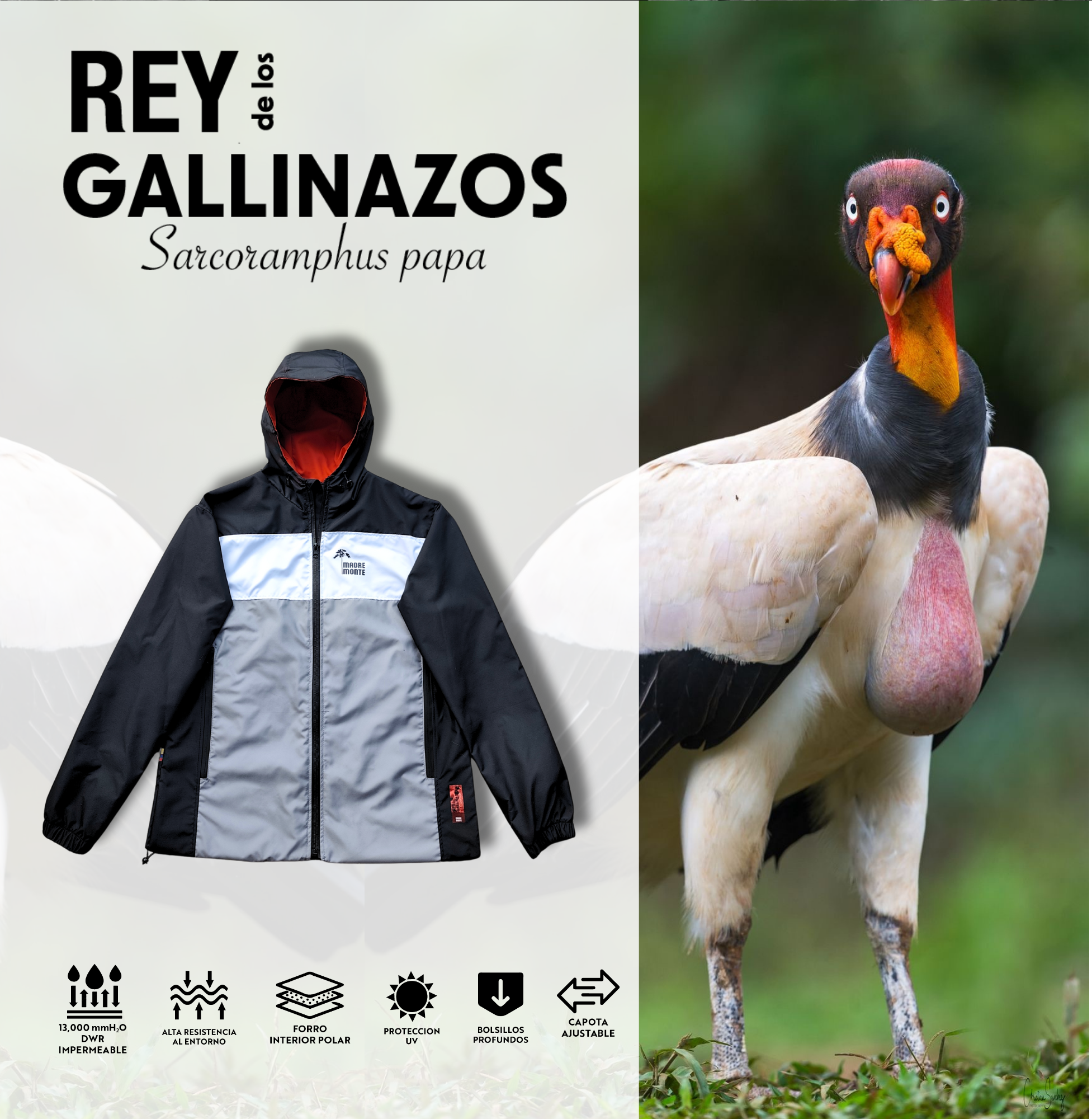 Chaqueta  REY GALLINAZO