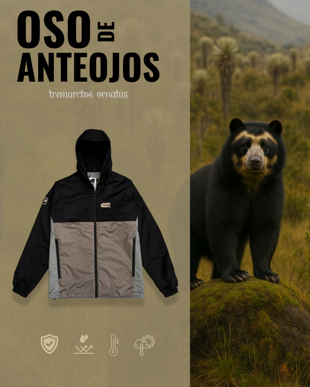 Chaqueta OSO DE ANTEOJOS